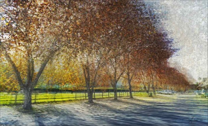 autumn trees sedgefield garden route south africa
