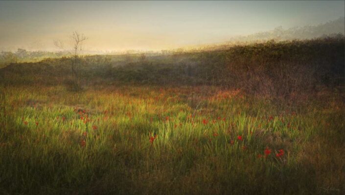red flowers on lagoon sedgefield garden route south africa