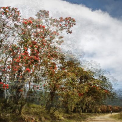 red tree lane george rural garden route south africa