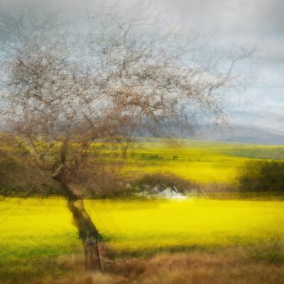 tree in canola field caledonwestern cape south africa