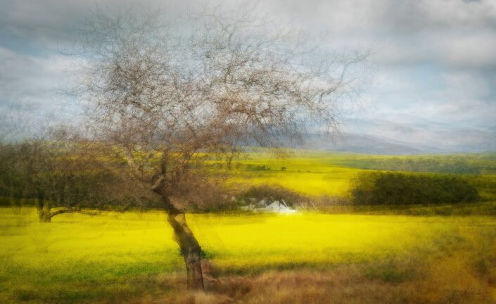 tree in canola field caledonwestern cape south africa